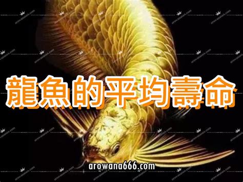 龍魚壽命|【紅龍魚壽命】瞭解紅龍魚的驚人壽命：保持龍魚長壽的秘訣與環。